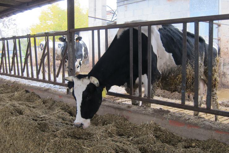 Arquivo - Varias vacas nunha explotación gandeira. EUROPA PRESS - Arquivo / Europa Press