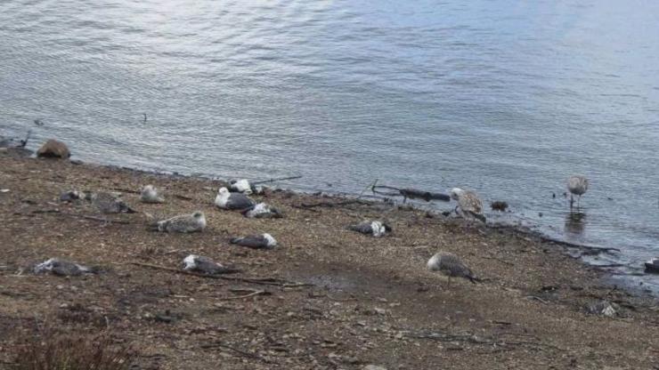 Gaivotas encoro Vilagudín/Ecoloxías en Acción