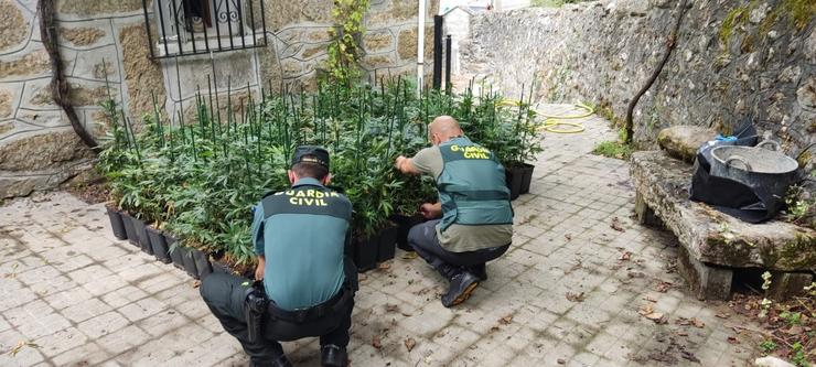 Plantación de marihuana intervida nos Blancos (Ourense).. GARDA CIVIL 