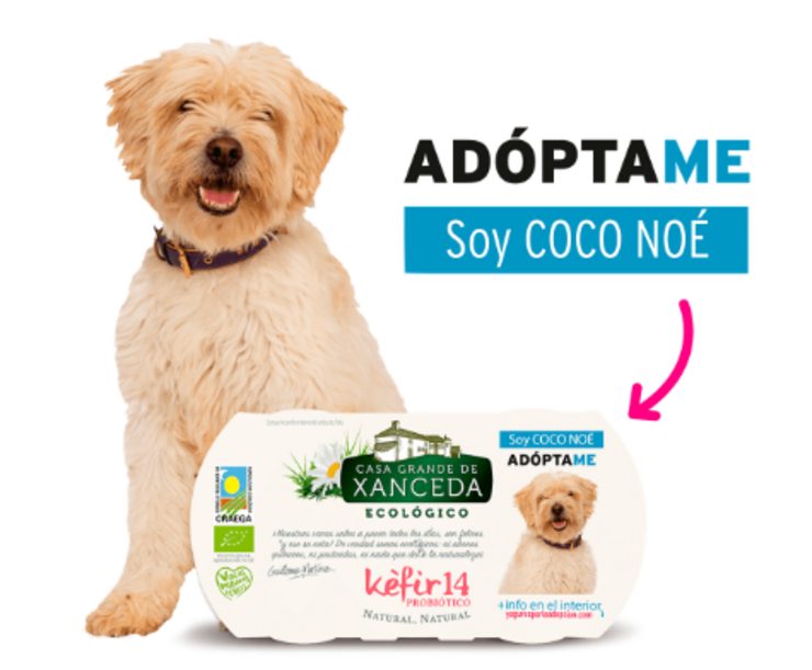 Un dos cans protagonistas da campaña da Casa Grande de Xanceda