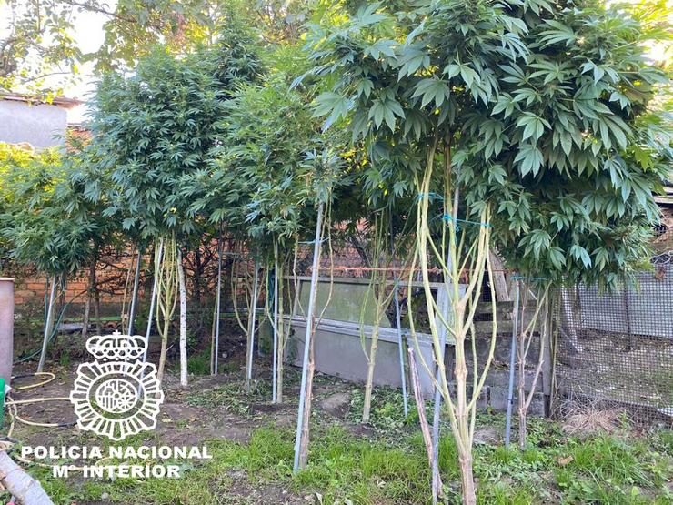 Plantación de marihuana intervida en Ourense pola Policía Nacional.. POLICÍA NACIONAL 