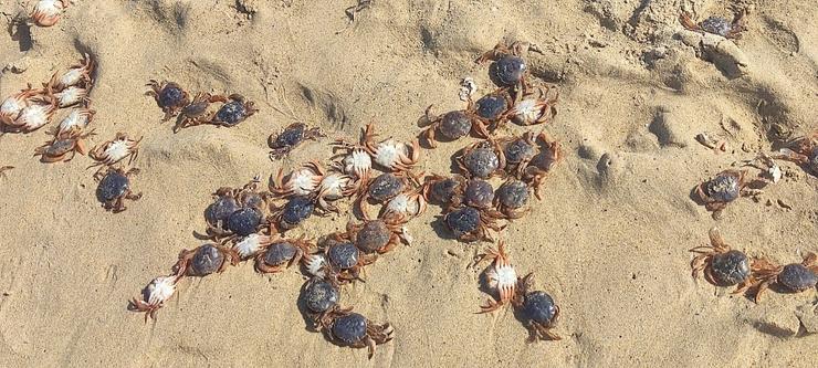 Centenares de cangrexos mortos na praia de Meirás, en Ferrolterra. CEDIDA V. A. 