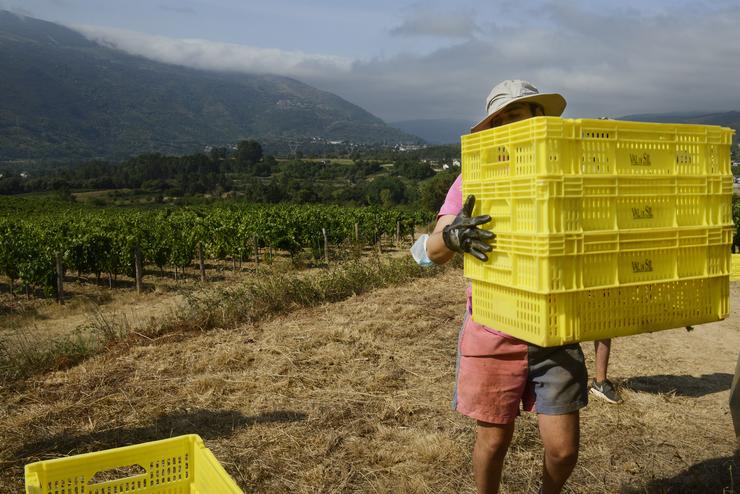 Vendima dunha viña da variedade godello, na adega Valdesil, a primeira que se vendima en Galicia na campaña de 2021. FOTO ROSA VEIGA. ROSA VEIGA/EUROPA PRESS