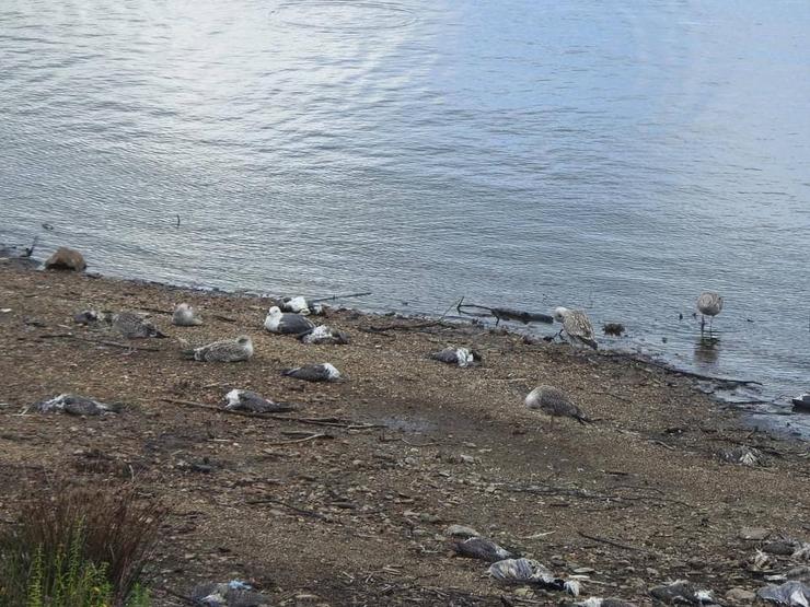 Aves mortas no encoro de Vilagudín, Ordes (A Coruña). ECOLOXISTAS EN ACCIÓN 