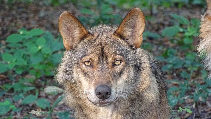 Arquivo - Lobo ibérico.. CSIC - Arquivo 