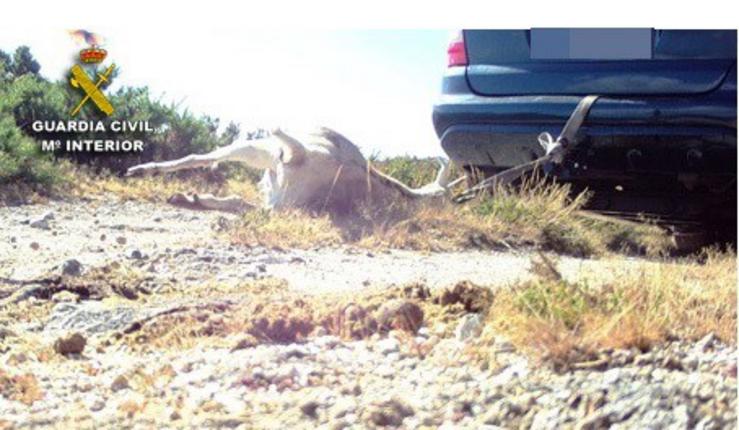 Imaxe da cabra envelenada na Lama (Pontevedra). GARDA CIVIL / Europa Press