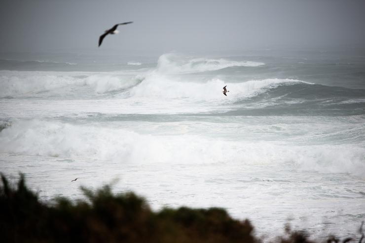Dúas gaivotas sobrevoan a ondada na zona de Santa Maria de Oia ata Cabo Silleiro. / Gustavo da Paz / Europa Press