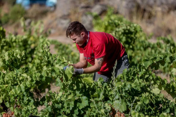 Arquivo - Un traballador recolle uvas no campo, a 23 de agosto de 2022, en San Martín de Valdeiglesias, Madrid (España). Agricultores do sector vitivinícola madrileño adiantaron a vendima a finais de agosto e principios de setembro por mor de l. Ricardo Rubio - Europa Press - Arquivo
