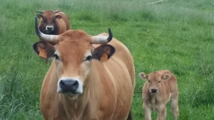 Vacas en Cantabria / E.P.