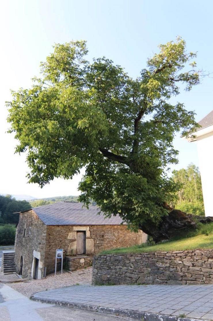 Nogueira de Camiño Lanuxe, en Triacastela, incluído no catálogo de árbores singulares de Galicia.. XUNTA 