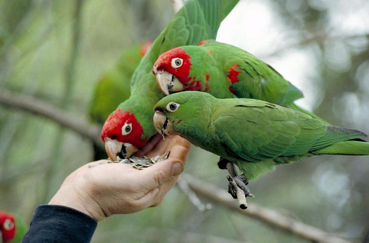 Papagaio/avesypajaros.com