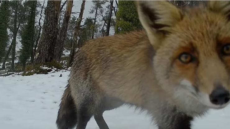 Raposo captado pola cámara oculta do Proxecto Rebinxe na Serra do Xistral