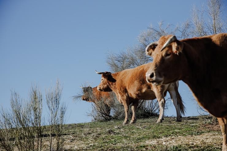 Un grupo de vacas pastando nunha leira de gandaría extensiva en Colmenar Viejo, a 12 de xaneiro de 2022, en Madrid (España). Esta produción de gandaría extensiva conta con 70 hectáreas de terreo con vacas e touros. A conselleira de Medio Ambiente, Vivie. Carlos Luján - Europa Press / Europa Press