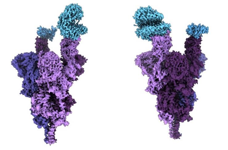 Estrutura atómica da proteína de espiga da variante ómicron (púrpura) unida ao receptor humano ACE2 (azul).. UBC FACULTY OF MEDICINE