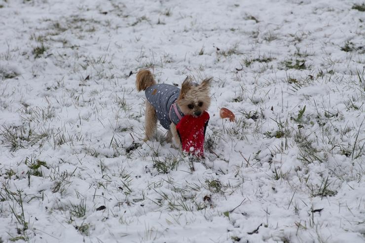 Un can xoga cun gorro no medio da neve, a 27 de novembro de 2021, en Pedrafita do Cebreiro 