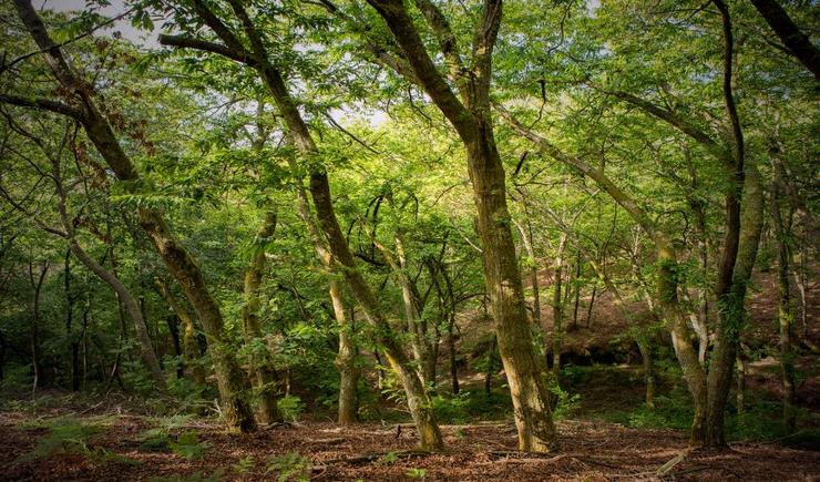 Bosque da Lingua, iniciativa da Comunidade de Montes de Couso en Gondomar.