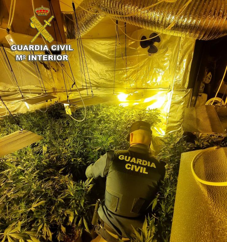 Plantación de marihuana indoor nunha casa de Tomiño (Pontevedra). GARDA CIVIL