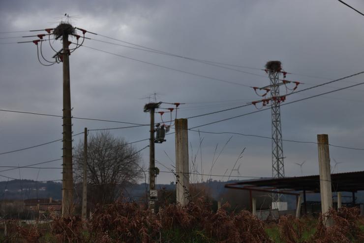 Imaxe dos niños de cegoña branca en Silleda 