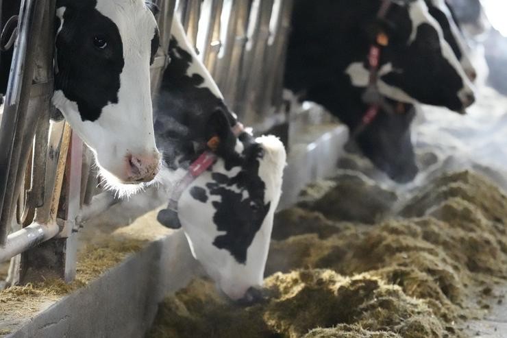 Arquivo - Varias vacas comen na Gandaría O Muíño, a 19 de xaneiro de 2022, en Karrantza, Biscaia, Euskadi, (España).. H.Bilbao - Europa Press - Arquivo 