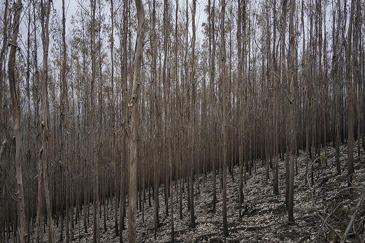 Un incendio arrasou un monte cheo de eucaliptos 