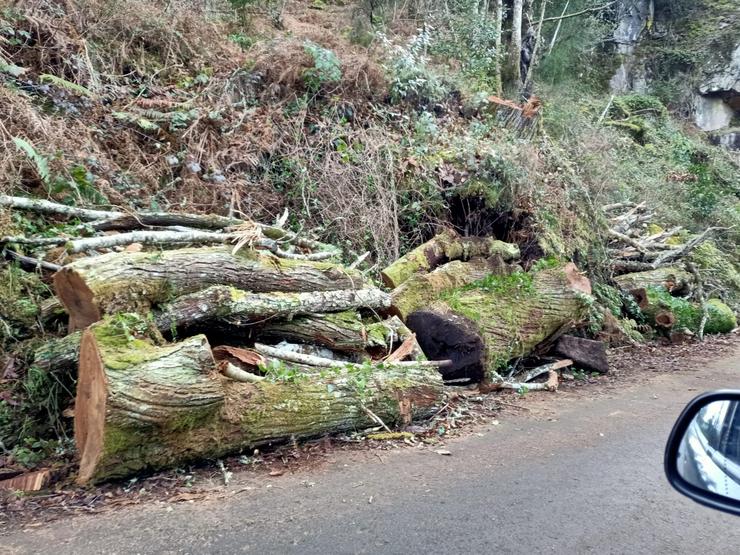 Árbores centenarias cortadas en plena Ribeira Sacra, a pesar de ser zona BIC 