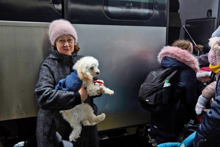 Moitos dos refuxiados ucraínos aos que se lles está dando acollida chegaron acompañados dos seus propios animais de compañía. ICOVAL