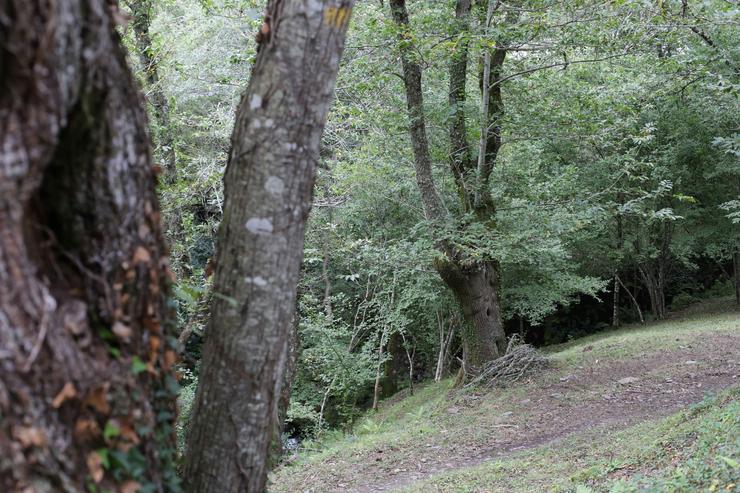 Arquivo - Un bosque de castiñeiros, na Ribeira Sacra, en Ferreiros de Abaixo, Ou Courel, Lugo.. Carlos Castro - Europa Press - Arquivo 