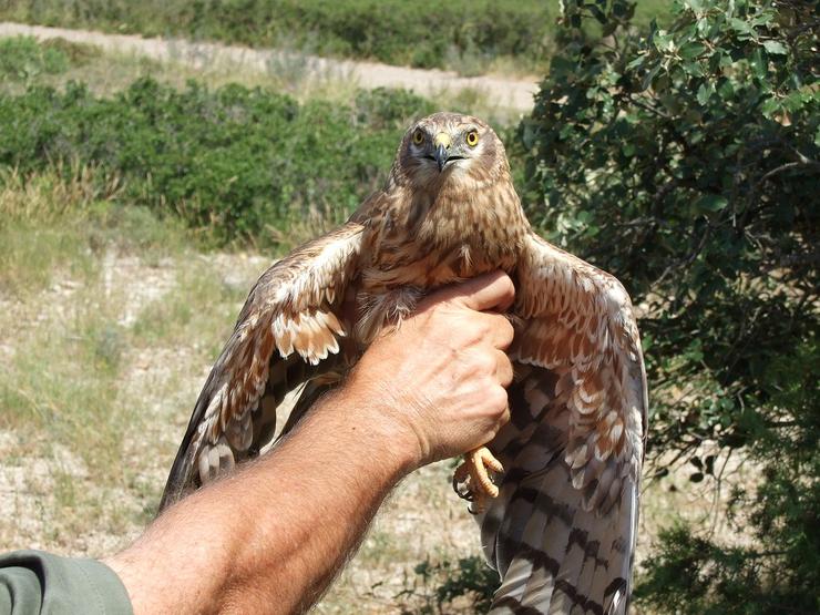 A tartaraña cincenta Circus pygargus, unha especie a piques de desaparecer en Galicia 