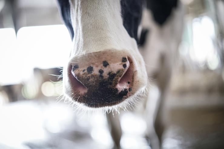 O morro dunha vaca na granxa. Iñaki Berasaluce - Europa Press 