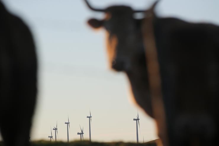 Unha vaca fronte a aeroxeradores no parque eólico de Montouto, da Serra do Xistral, na comarca de Terra Cha / Carlos Castro / Europa Press