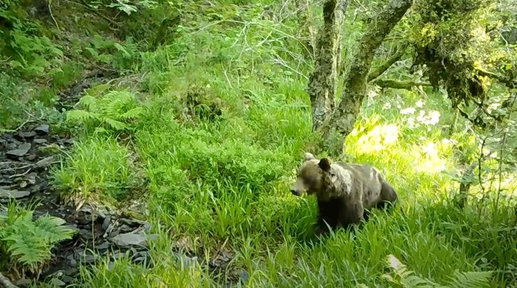 Un oso na serra do Courel, en imaxes capturadas polo alumnado do Colexio Poeta Uxía Novoneyra / YouTube