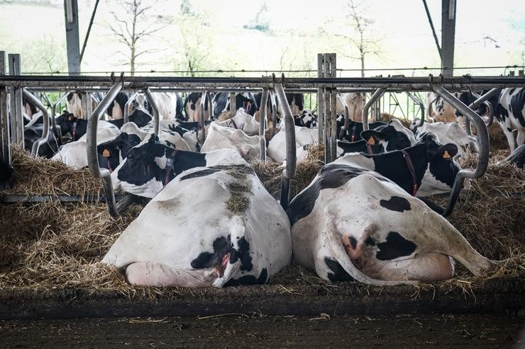 Varias vacas tombadas na granxa Lacturale. Iñaki Berasaluce - Europa Press / Europa Press