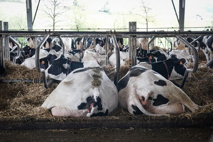 Varias vacas tombadas na granxa Lacturale. Iñaki Berasaluce - Europa Press 