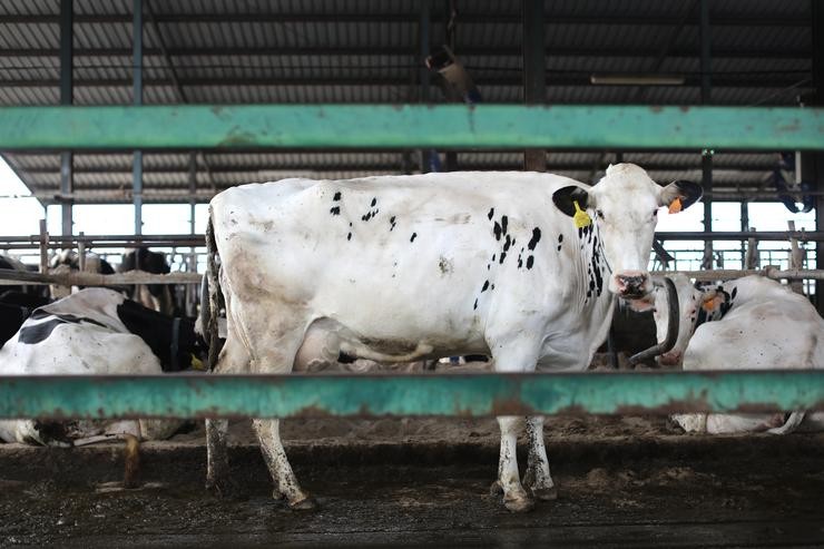 Unha vaca leiteira, da raza bovina frisoa / Isabel Infantes - Europa Press