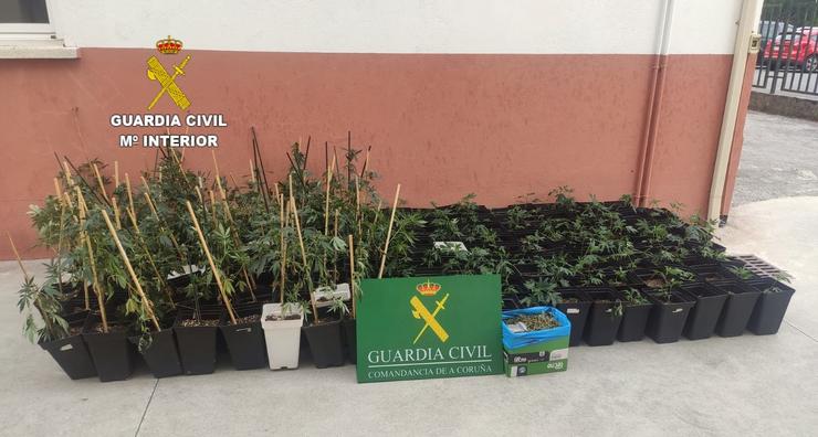 Plantas de cannabis. GARDA CIVIL / Europa Press