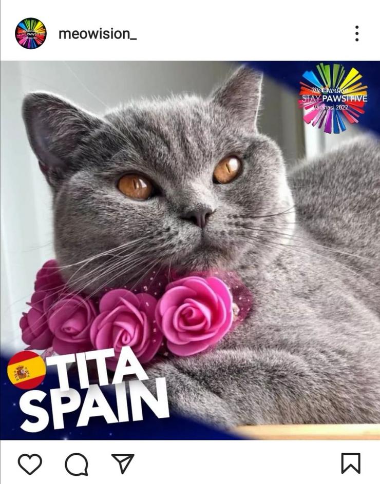 A gata Tita, representante de España no festival 