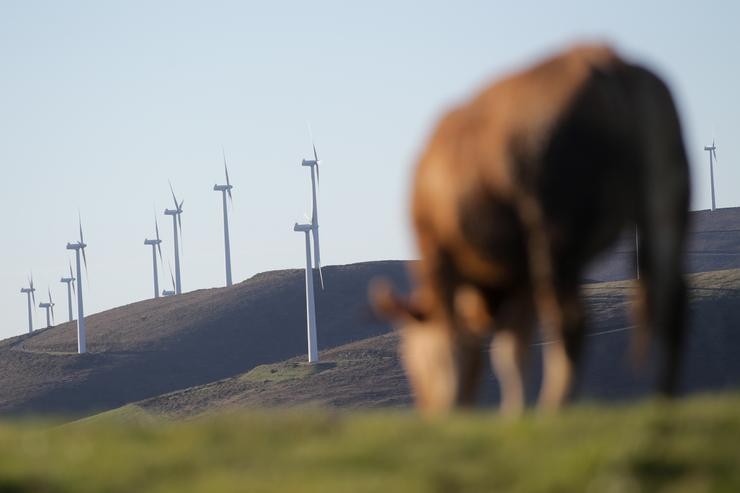 Arquivo - Unha vaca pasta fronte a aeroxeradores no Parque eólico de Montouto, da Serra do Xistral, na comarca de Terra Cha, a 22 de febreiro de 2022, en Abadín, en Lugo, Galicia (España). A nova lei de eólicos que prepara a Xunta de Galicia g. Carlos Castro - Europa Press - Arquivo 