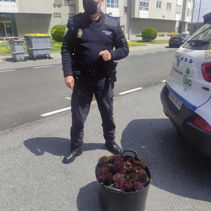 Incautados 25 quilos de ourizo nun operativo de loita contra o furtivismo na Coruña. XUNTA / Europa Press