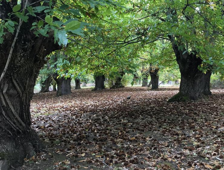 Un bosque de produción de castañas en Ourense. / Europa Press