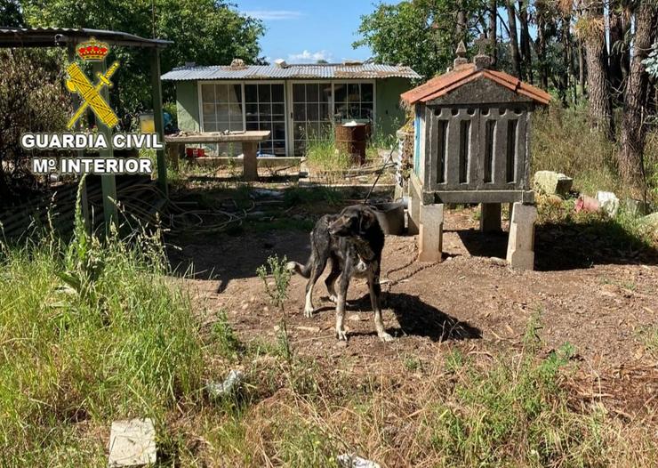 A Garda Civil investiga a dous veciños de Meis (Pontevedra) pola morte dun can e a desnutrición doutro. GARDA CIVIL / Europa Press