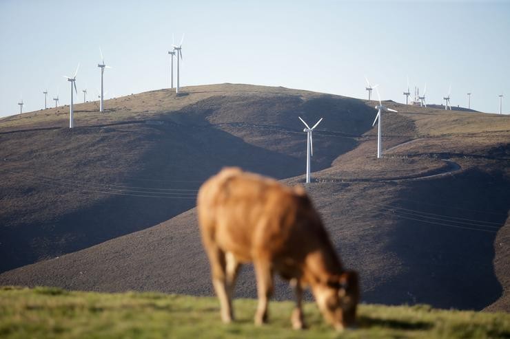 Unha vaca pasta fronte a un grupo de aeroxeradores no Parque eólico do Fiouco, da Serra do Xistral / Carlos Castro - Arquivo