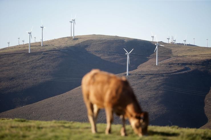 Unha vaca pasta fronte a un grupo de aeroxeradores no Parque eólico do Fiouco, da Serra do Xistral 