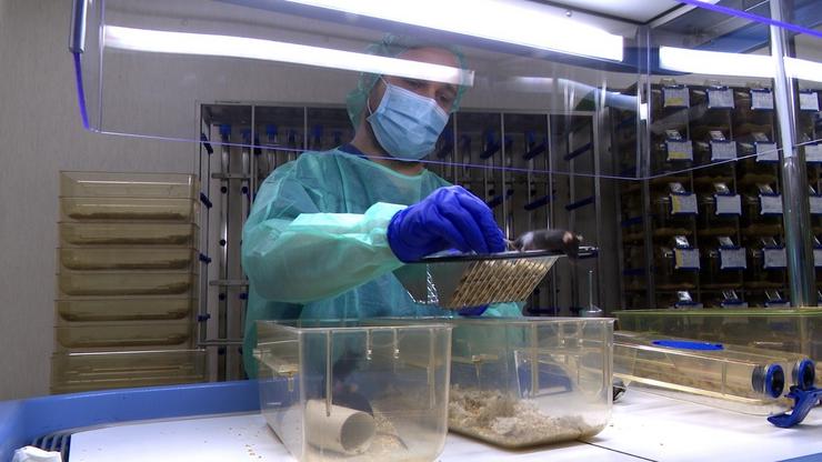 Un técnico do Centro de Biomedicina Experimental de Galicia, o centro especializado da USC en experimentación animal 