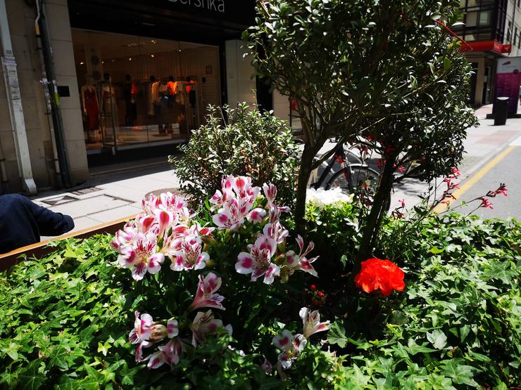 Plantas en flor en Pontevedra 