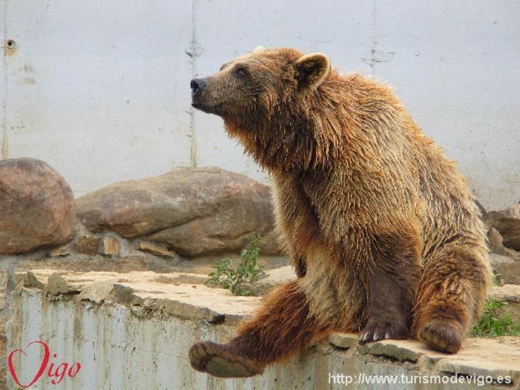 Un oso en Vigozoo / Concello de Vigo