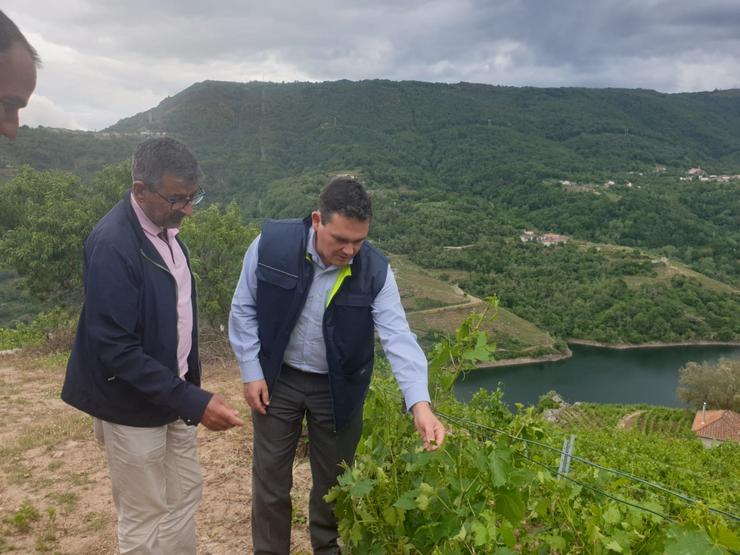 O director da Axencia Galega da Calidade Alimentaria (Agacal), Jose Luís Cabarcos, visita viñedos en Sober afectados pola sarabia 