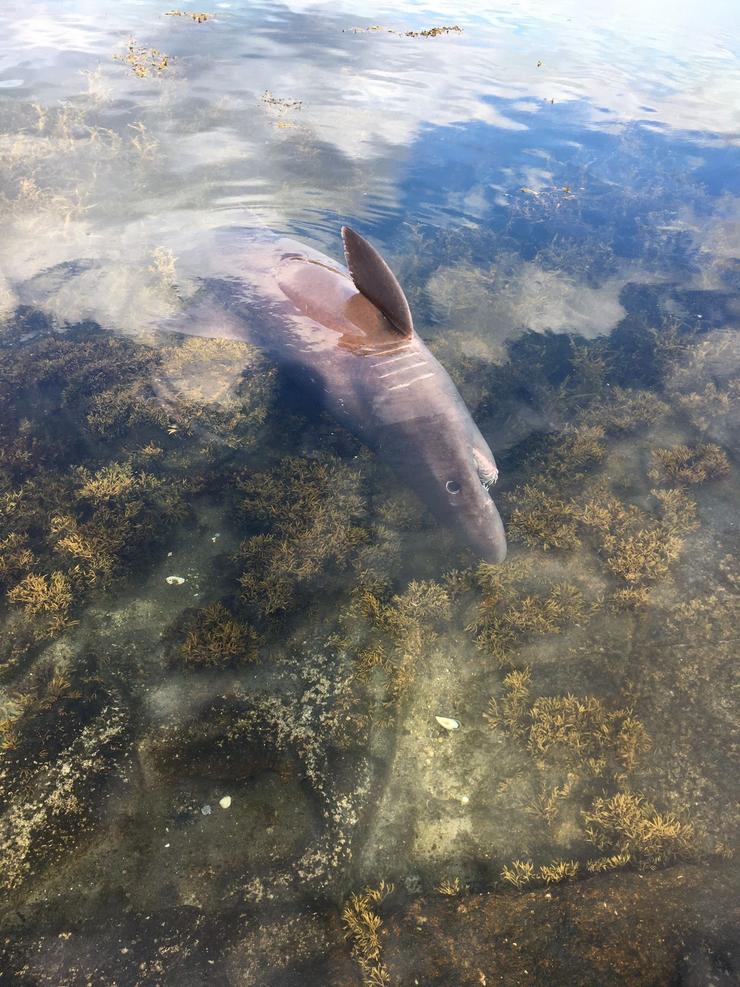 Quenlla solrayo achado na ría de Arousa.. CEDIDA (GARDA DE PESCA) 