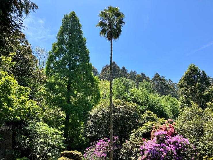 O xardín botánico de Lourizán, distinguido pola Asociación Ibero-Macaronésica de Xardíns Botánicos.. XUNTA / Europa Press