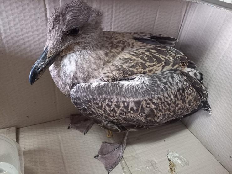 Cría de gaivota recuperada tras caer dun tellado pola vaga de calor / ADEGA