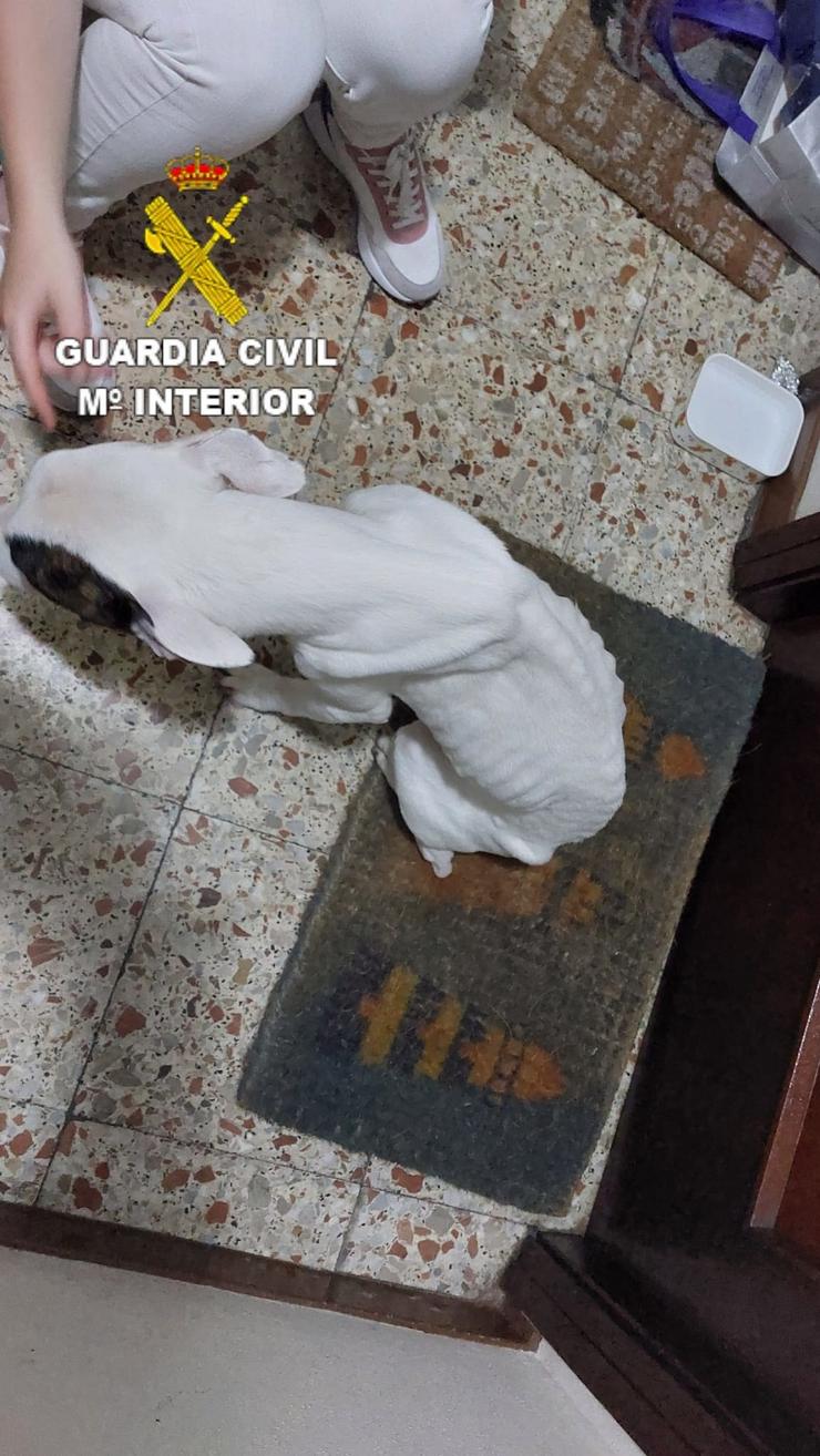 Cadela localizada en estado de abandono e maltrato animal.. GARDA CIVIL 